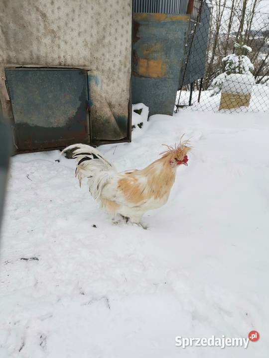 Kogut liliput Kobielnik