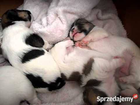 Shihtzu Shihtzu sprzedam cudeńka Pieńsk sprzedam