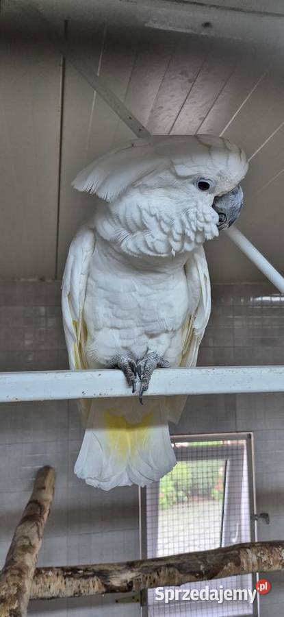 Sprzedam papugi z 2025