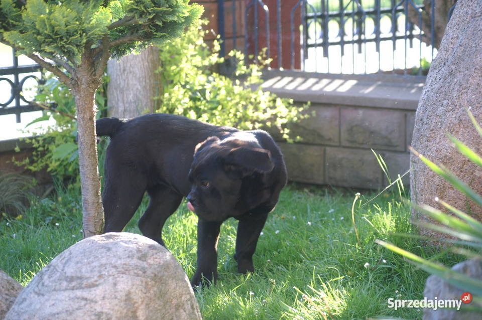 Cane Corso FCI suczka mocna budowa Chęciny