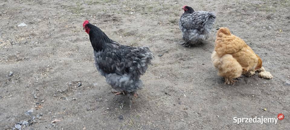 Jajka lęgowe kochin olbrzymi Tokarówka