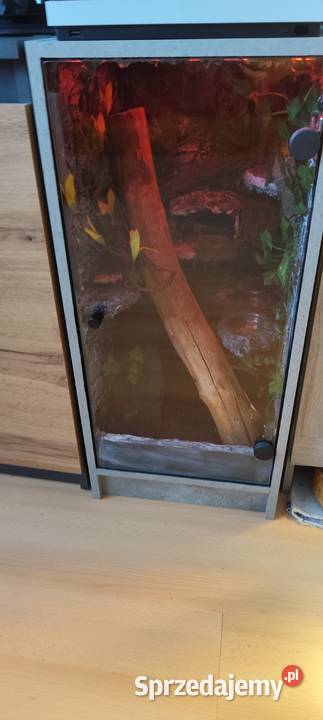 Gekon orzęsiony z wyposażonym terrarium Zamość