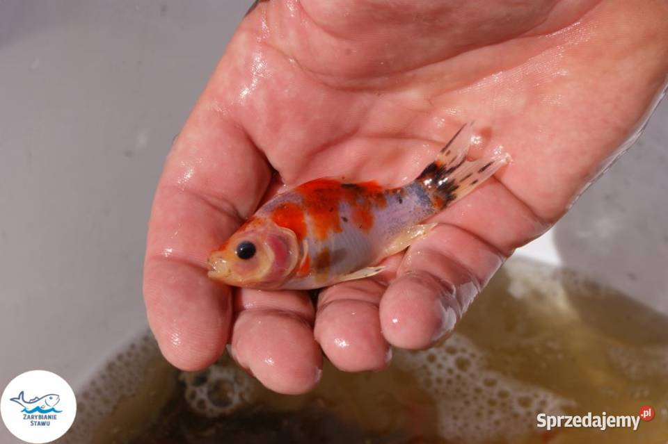 Narybek karasia szubunkina ozdobny Zwierzęta Biała Podlaska