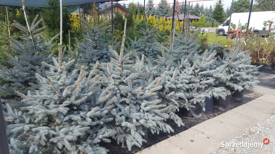 Świerk Koster Hoopsii niebieski szczepiony łódzkie Rydzyny sprzedam