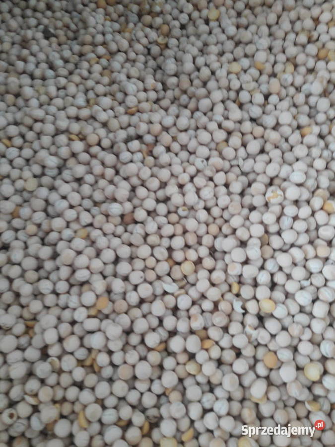 Groch salamaca opolskie Słoków