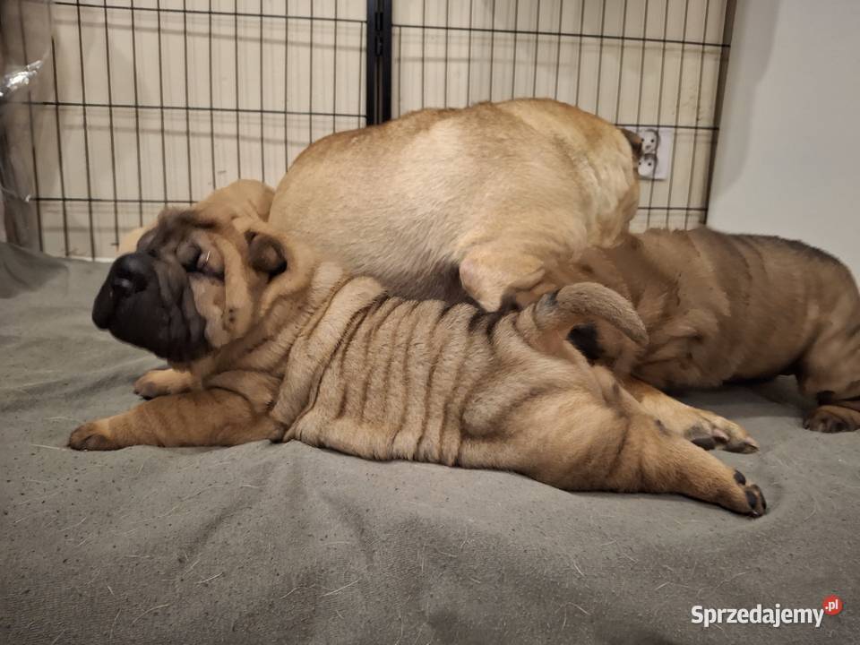 Szczenięta Shar Pei FCI Pozostałe kujawsko-pomorskie