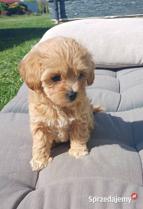 Szczenięta Maltipoo Gorlice sprzedam