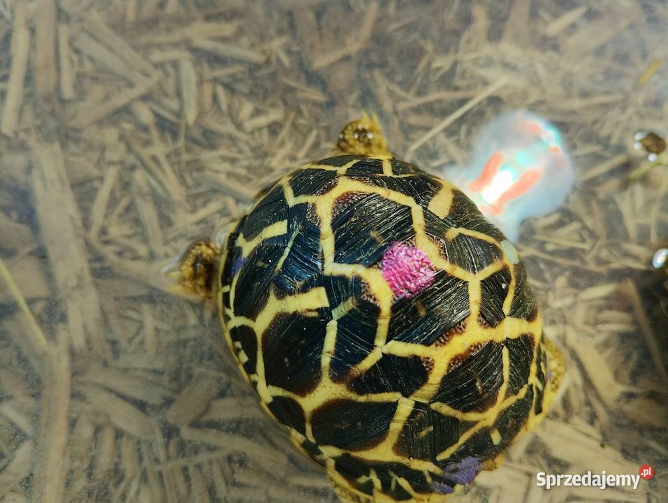 Żółw gwiaździsty lądowy Geochelone elegans Gady i płazy Bielsko-Biała