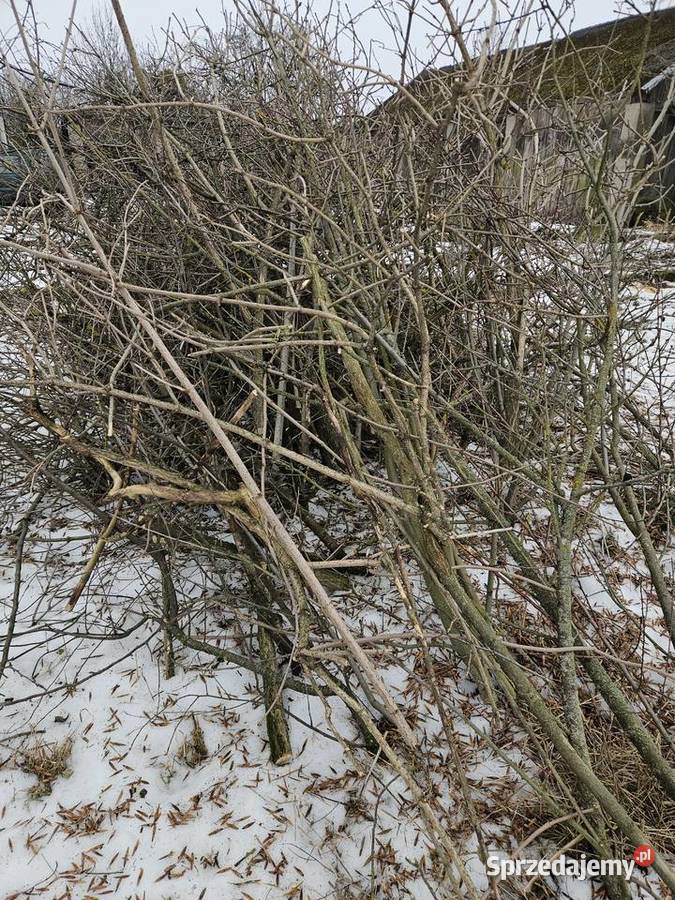 Oddam gałęzie Ogrzewanie Marylin