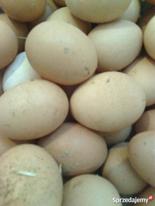 kury nioski 8miesięcy dorosłe noszą jajka detal Drób i ptactwo Sobiesęki