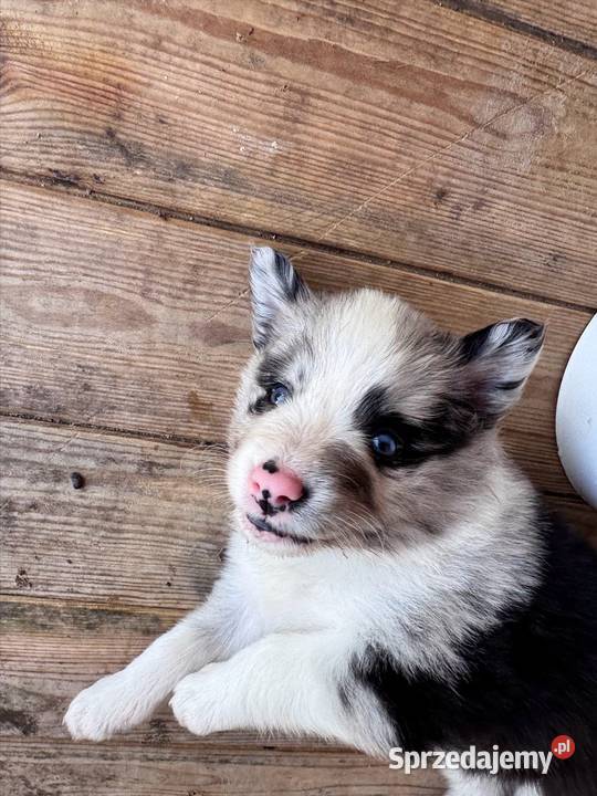 Piesek Border collie blue merle Pozostałe Kamień