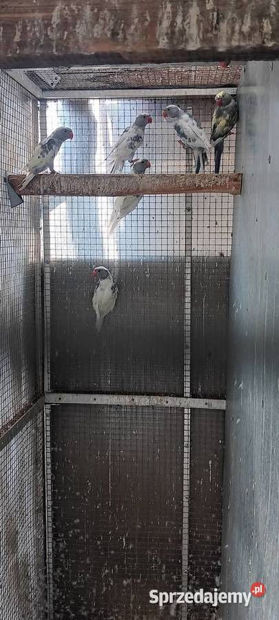 Aleksnadretty obrożne z 2025r rożne mutacje