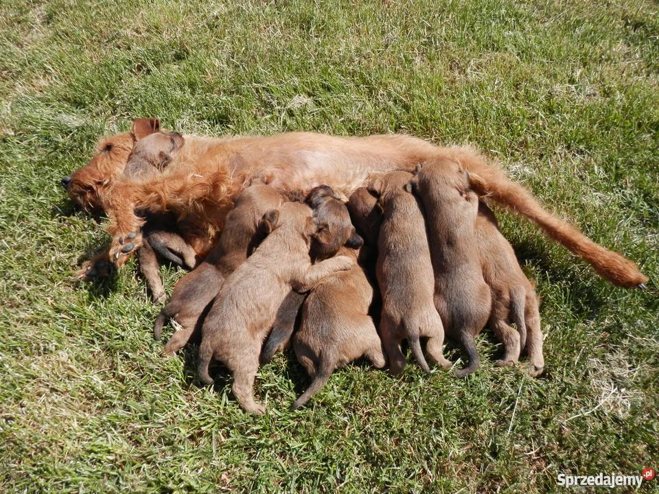Terrier irlandzki rodowodowe szczenięta FCI łódzkie Łódź sprzedam