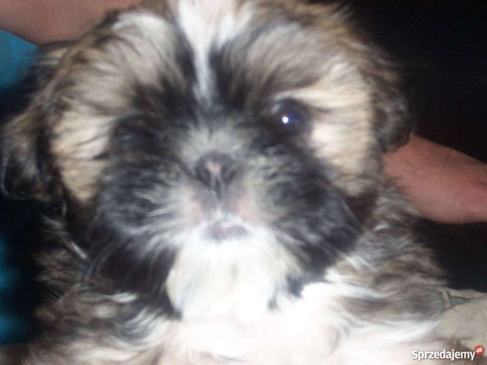Szczenięta shih tzu Wieluń