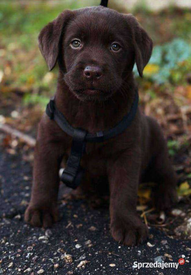 Labrador Retriever Gostyń sprzedam