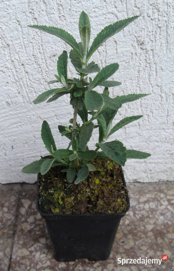 BUDLEJA FLOWER POWER sadzonki w doniczkach Ustronie sprzedam