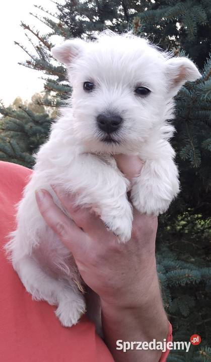 West highland white terrier suczka westi zkwp