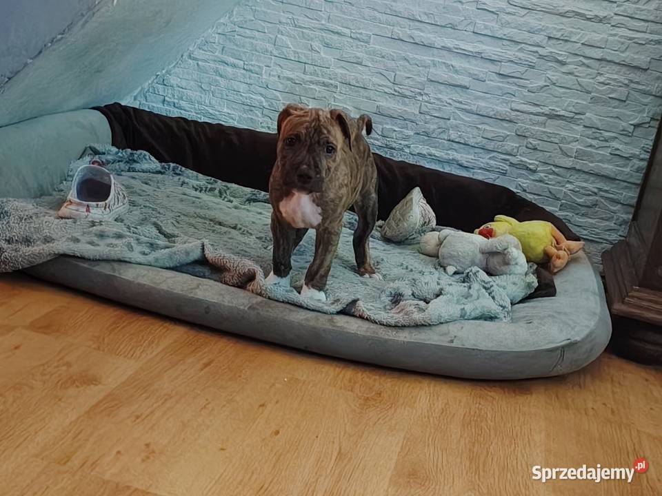 Piękny amstaff Dzierżoniów sprzedam