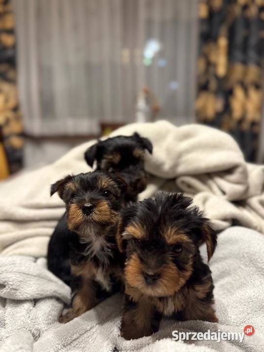 Yorkshire terrier Krościenko nad Dunajcem
