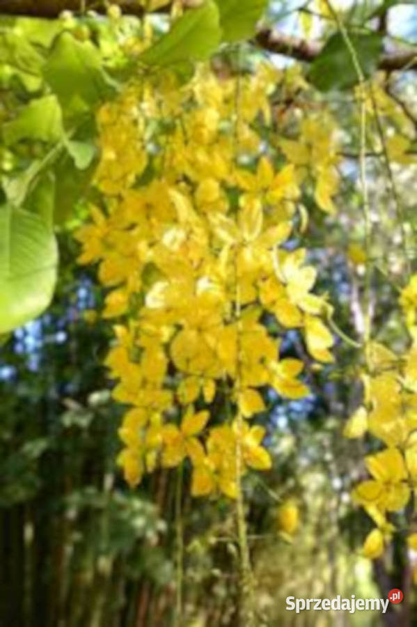 STRĄCZYNIEC CEWIASTY Cassia fistula NASIONA 600 Nasiona Lubanie