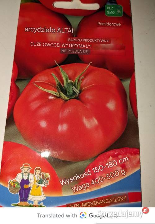 Pomidor Kutasik Penis rosyjski sadzonki nasiona Nasiona Nowy Sącz