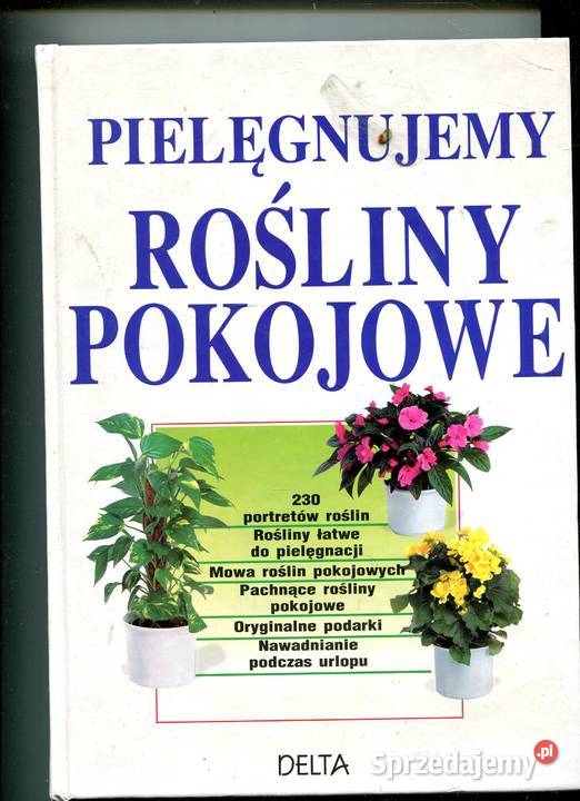 Pielęgnujemy rośliny pokojowe twarda Szczecin