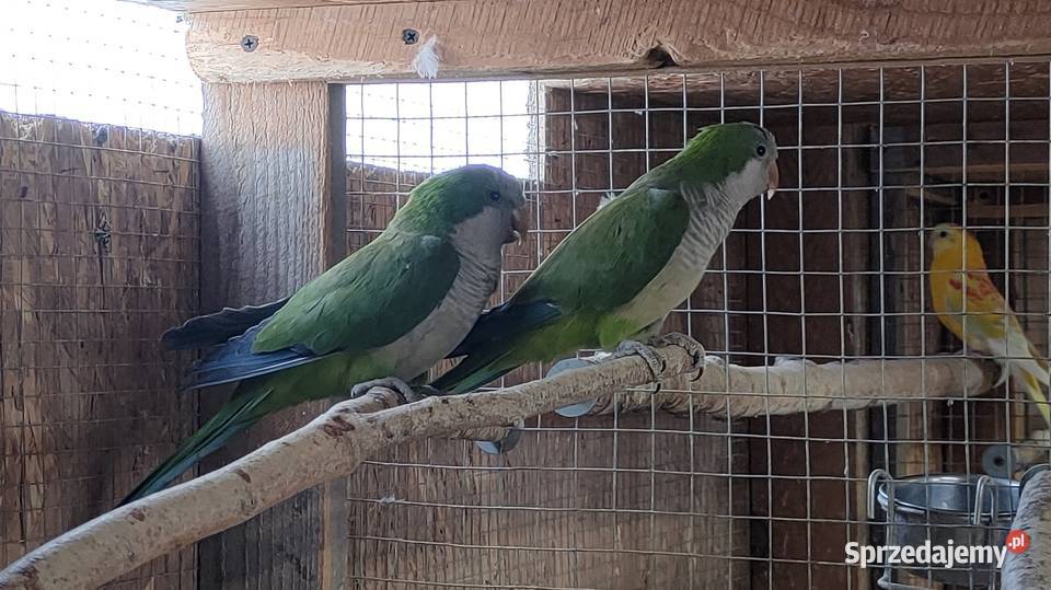 Mnichy nizinne para Ptaki Parzno