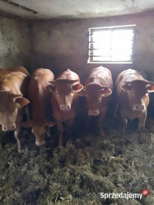 Jałówki LM 6limousine odsadki odsady Sieraków sprzedam