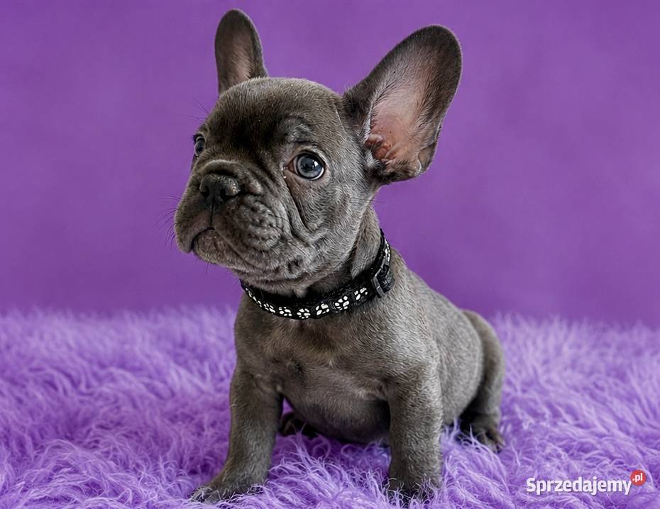 Buldog francuski