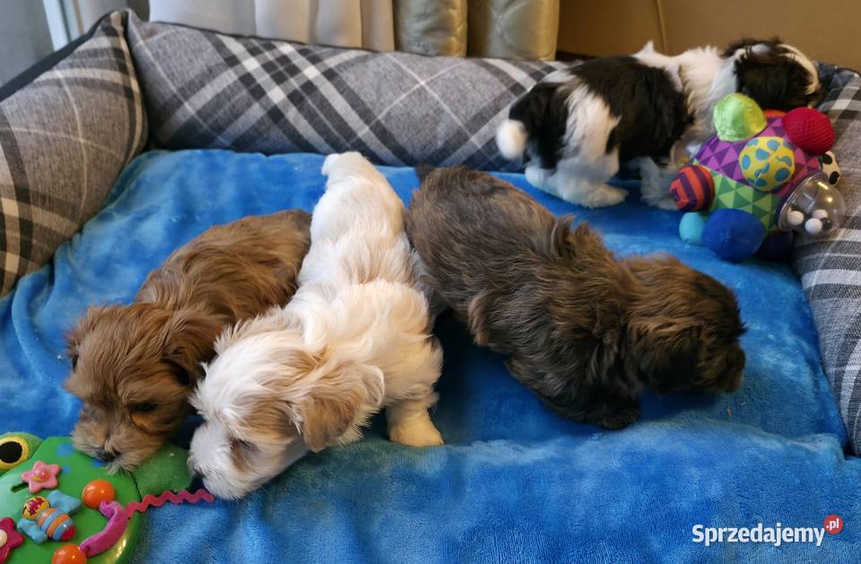 Rezerwacja piesek suczka Hawańczyk Championie mazowieckie