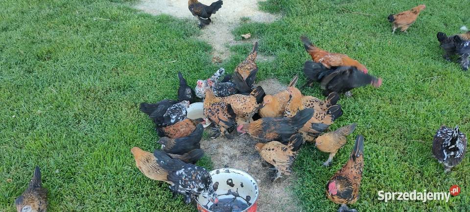 Jajka lęgowe karzełka liliput lubelskie Tokarówka