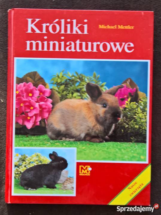 Króliki miniaturowe Michael Mettler Wrocław