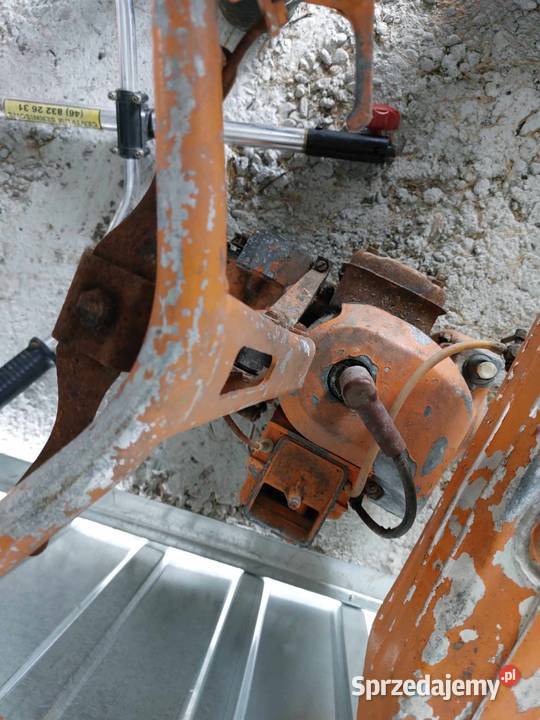 pilarka tajga ruska Nowy Sącz