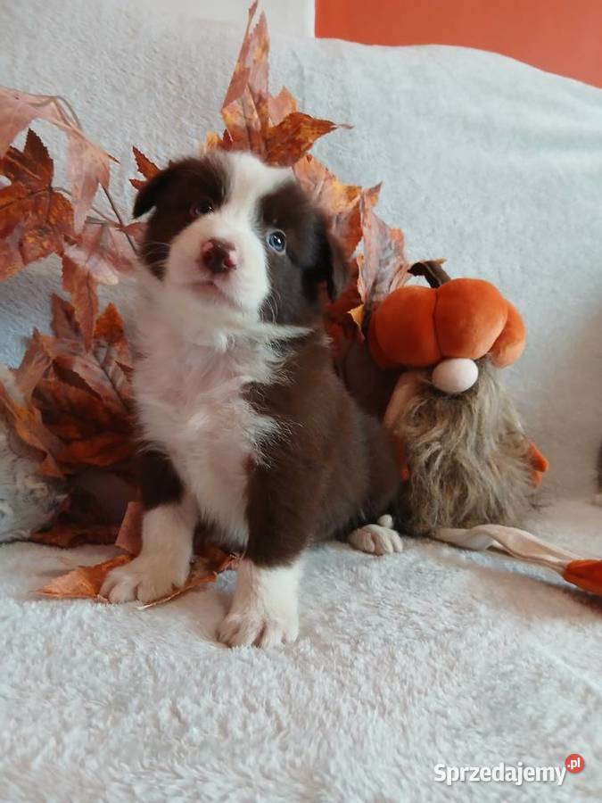 Border collie czekoladowo białe Toruń