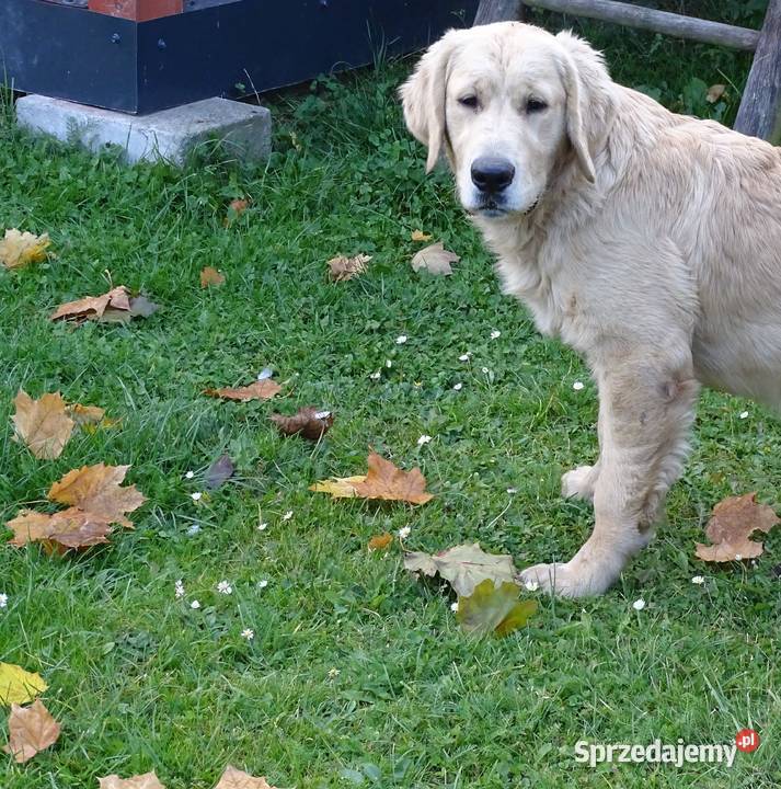 Golden retriever 6 miesięczne mazowieckie Przysucha sprzedam