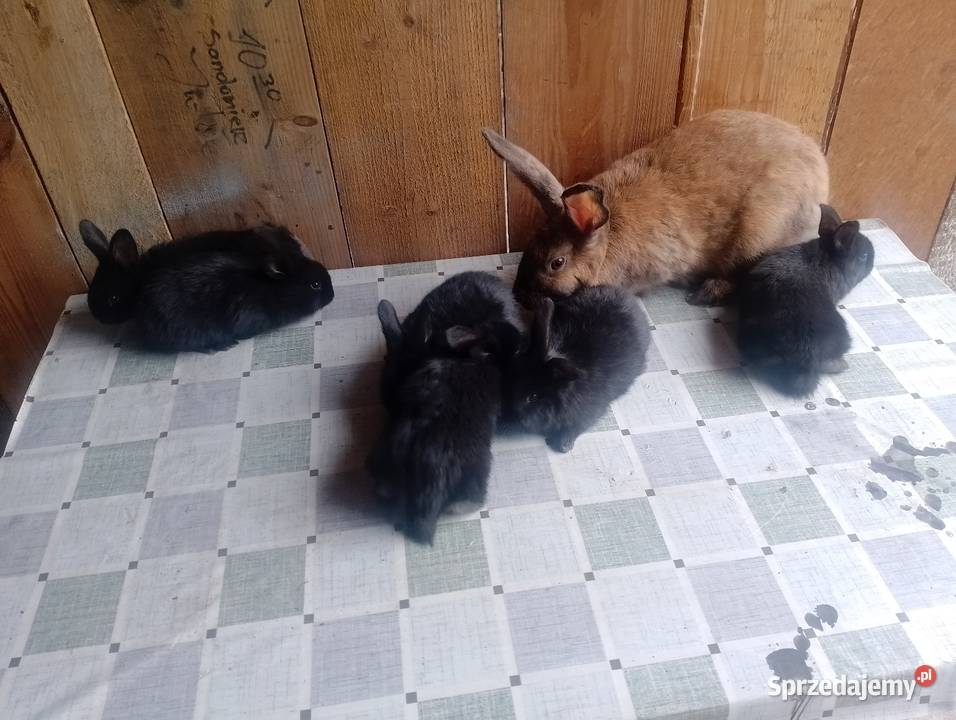 Samica z młodymi sztuk 6 Czarzyzna