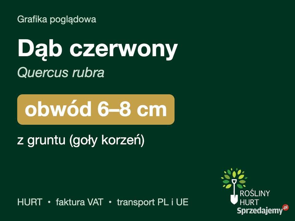 Dąb czerwony Quercus rubra obwód 68 z gruntu