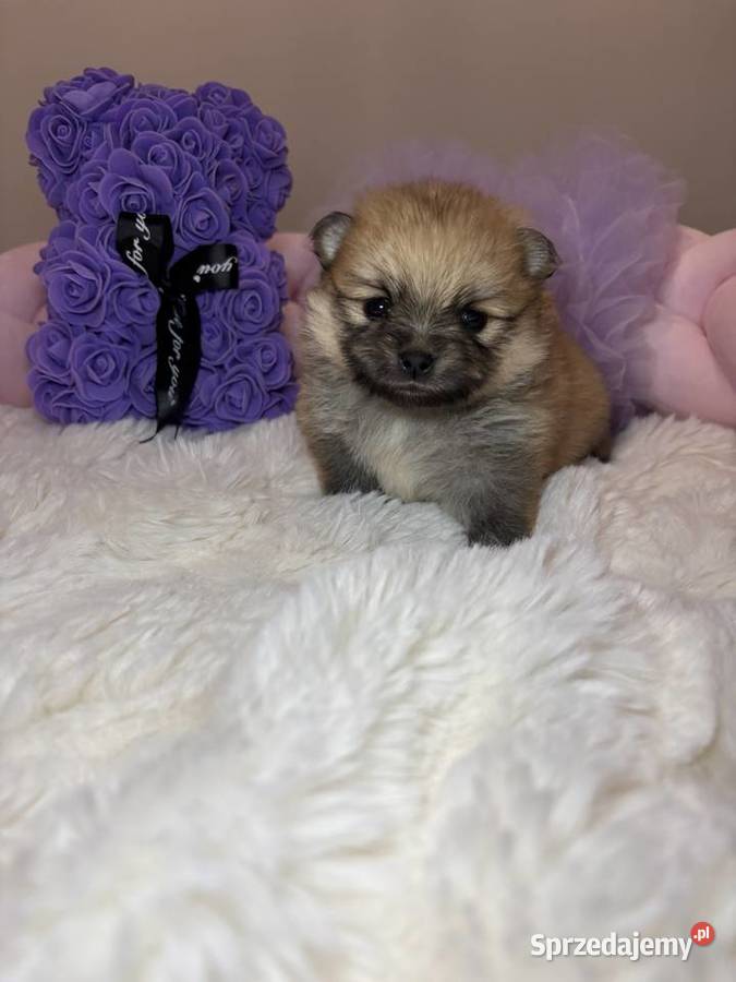 Suczka szpic miniaturowy pomeranian Orange Szpic miniaturowy Bełchatów