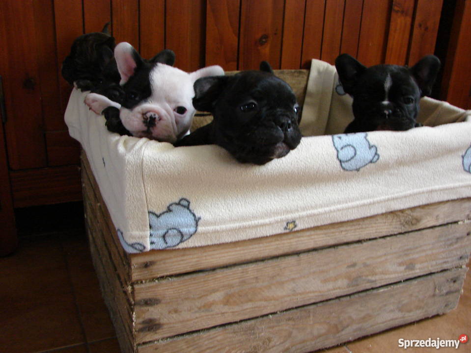 buldog francuski ZACHODNIOPOMORSKIE Stargard