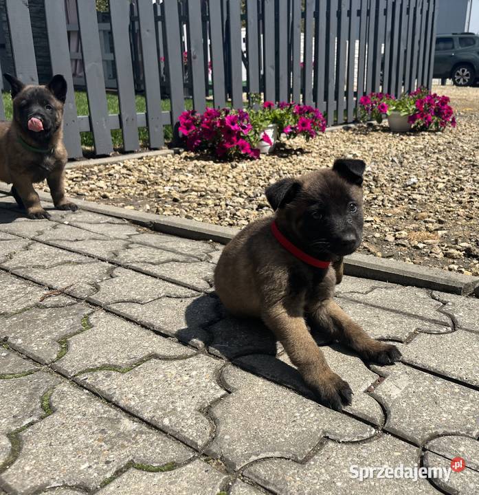 Owczarki belgijskie Malinois Owczarek