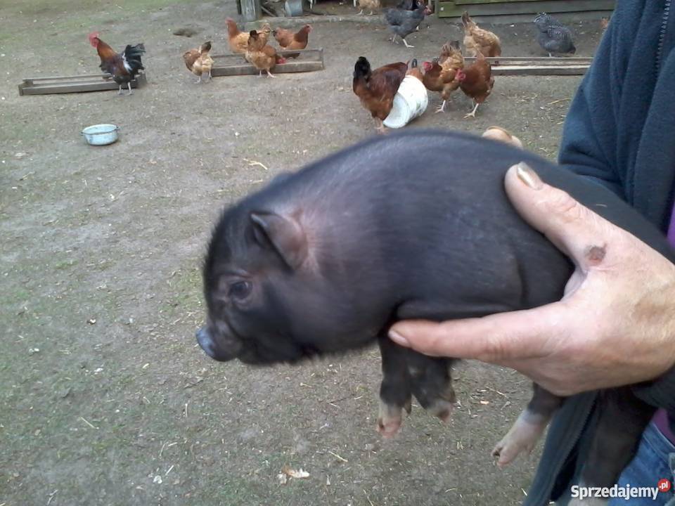 mikroswinki angielskie Rytel sprzedam