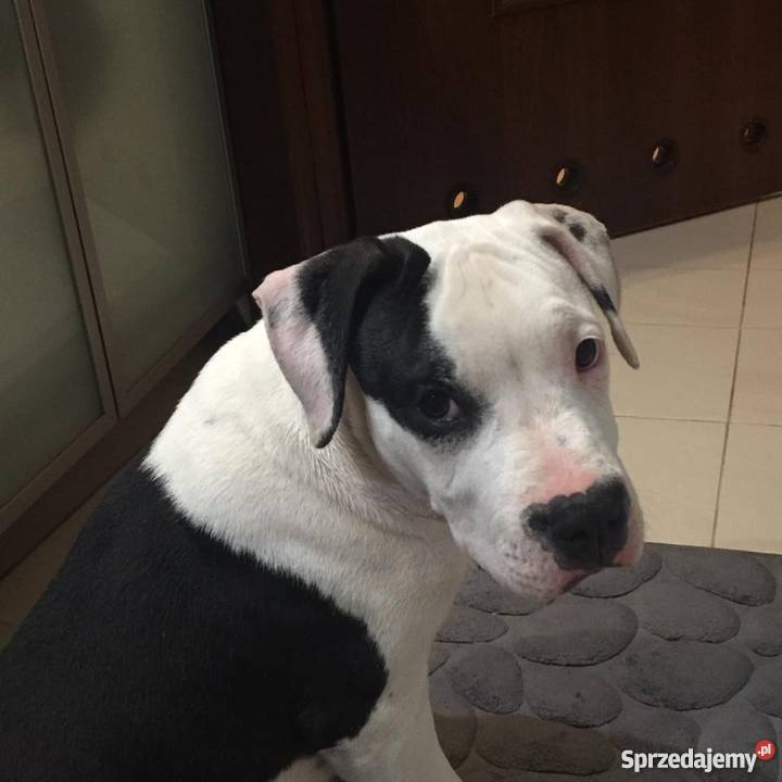 Śliczny Amstaff z rodowodem 4 miesięczny Marki