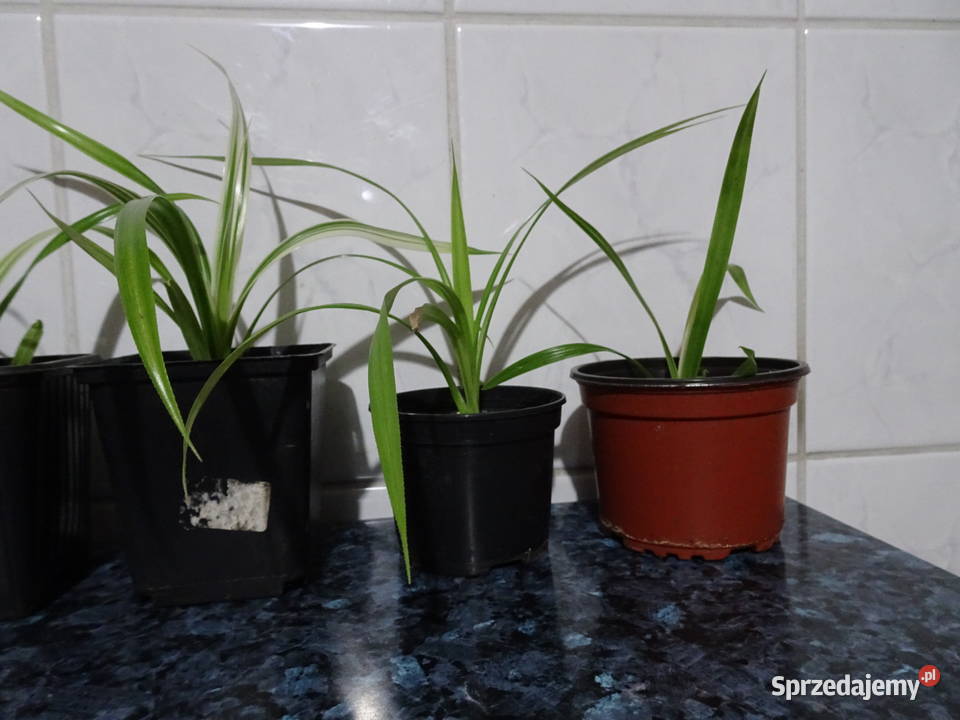 pandan sprzedam
