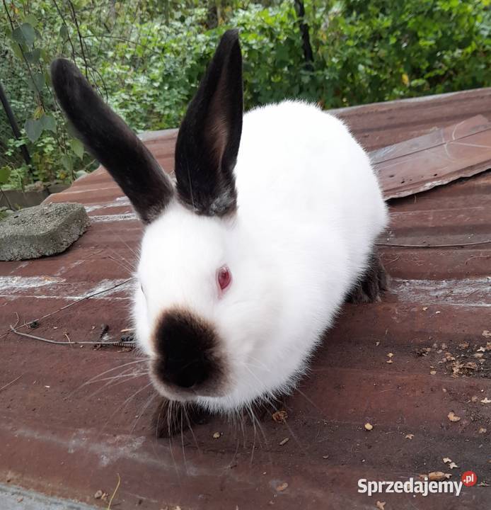 Królik samica kaliforniska Wólka Sokołowska