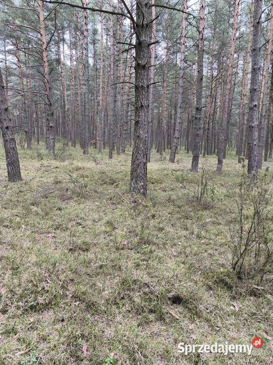 Sprzedam działkę leśną las polna Sprzedaż