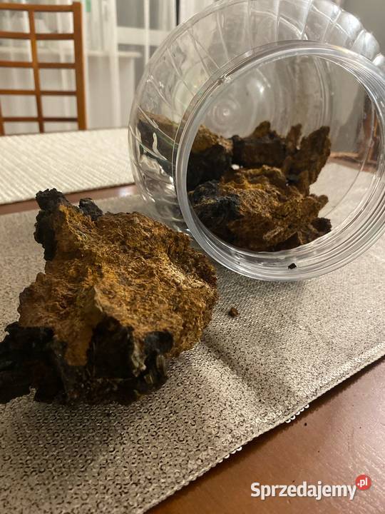 Błyskoporek podkorowy Inonotus obliquus Czaga mazowieckie Warszawa sprzedam