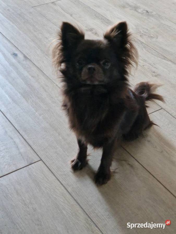 Piekny reproduktor Chihuahua długowłosy wielkopolskie Piła