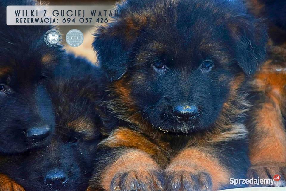 Owczarek niemiecki długowłosy Szczeniaki ZKwP dolnośląskie