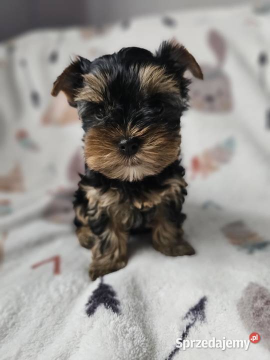 Dziewczynka Yorkshire Terrier Wyprawka Chip York sprzedam