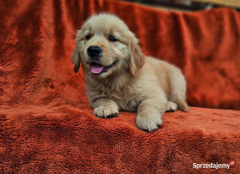 Golden Retriever złoty szczeniak Polesie